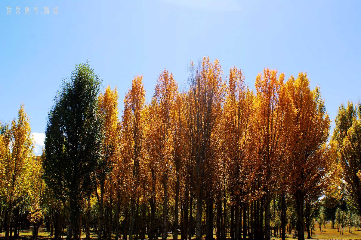 放飞思绪 在稻城外的万亩青杨林|杨林|高原|青杨_新浪新闻