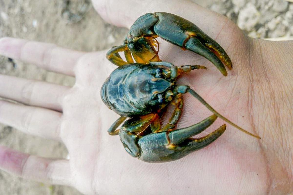 它常被错认成南方小龙虾,价格是龙虾3倍,却少有人吃过|蝲蛄|小龙虾