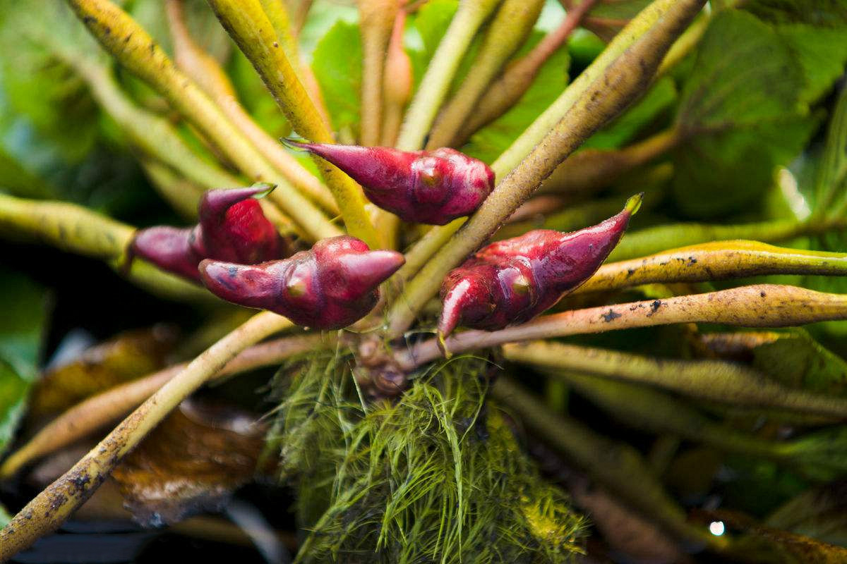 女孩到印度旅游,看到菱角准备买一份,看到吃法后马上离开了