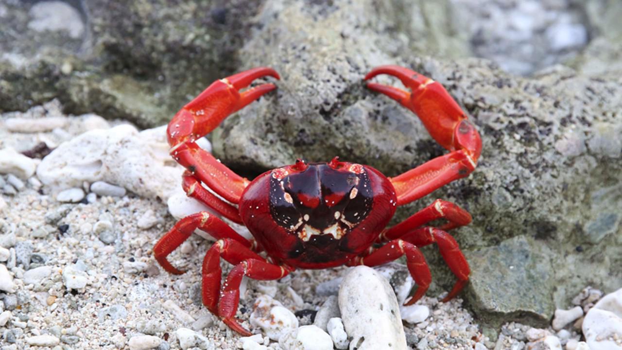 为什么海边这种螃蟹,千万不能吃?看完中国吃货要当心了