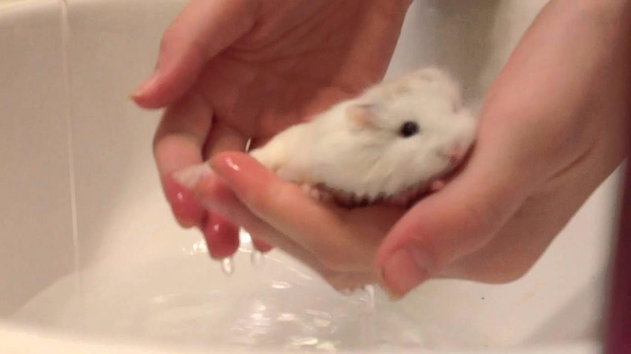 仓鼠的照片 洗澡图片
