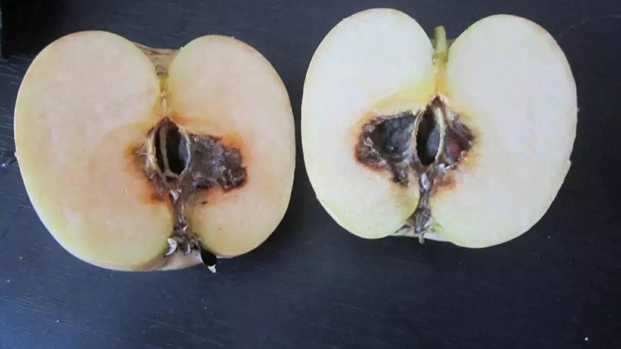 原来烂苹果居然有这些功效,不仅可以养花羊草,还能催熟水果