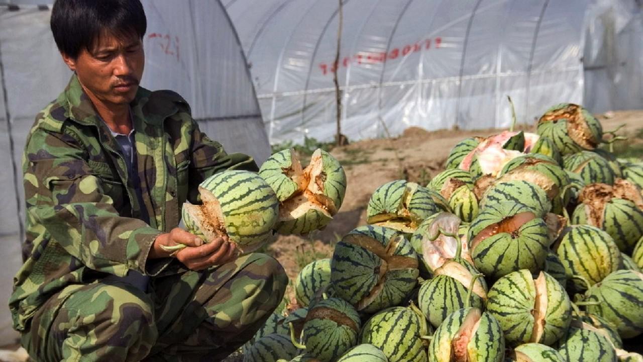 好端端的西瓜,为什么会突然自己爆裂?看完大开眼界