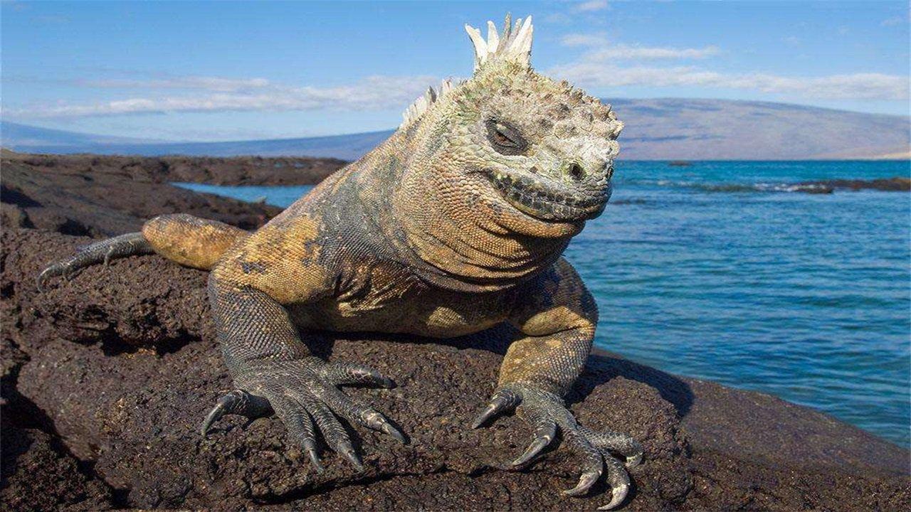 魔鬼岛,乌龟能存活到400岁,被称为"物种多样性的伊甸园"!