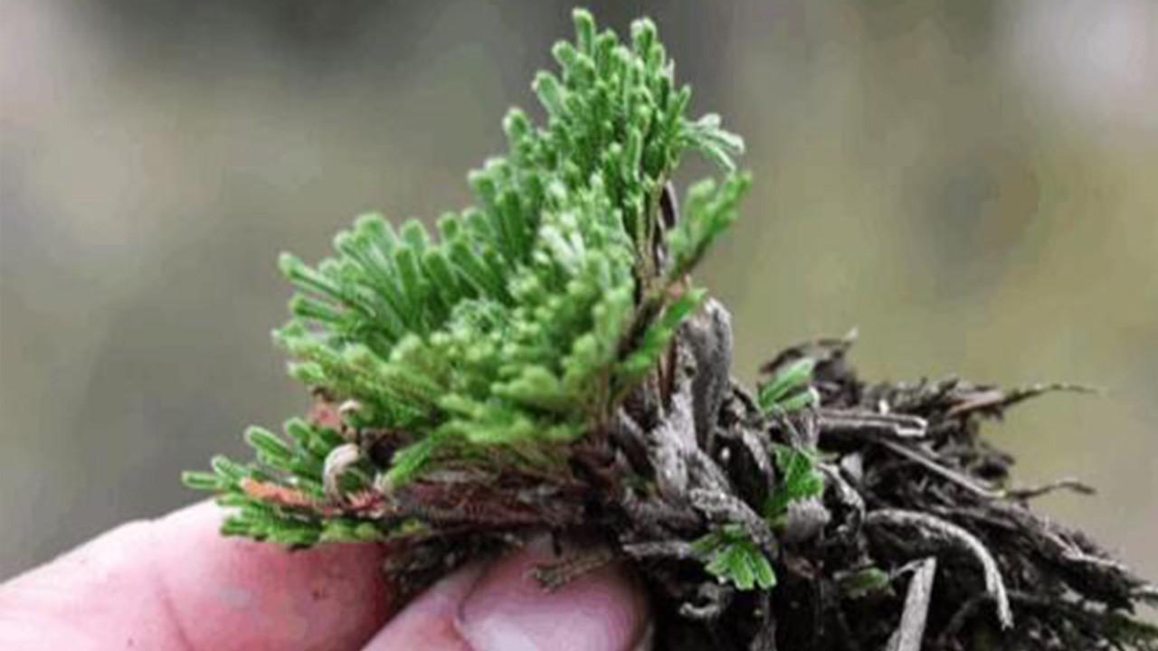 传说起死回生的九死还魂草,现实中真的存在吗?看完大开眼界