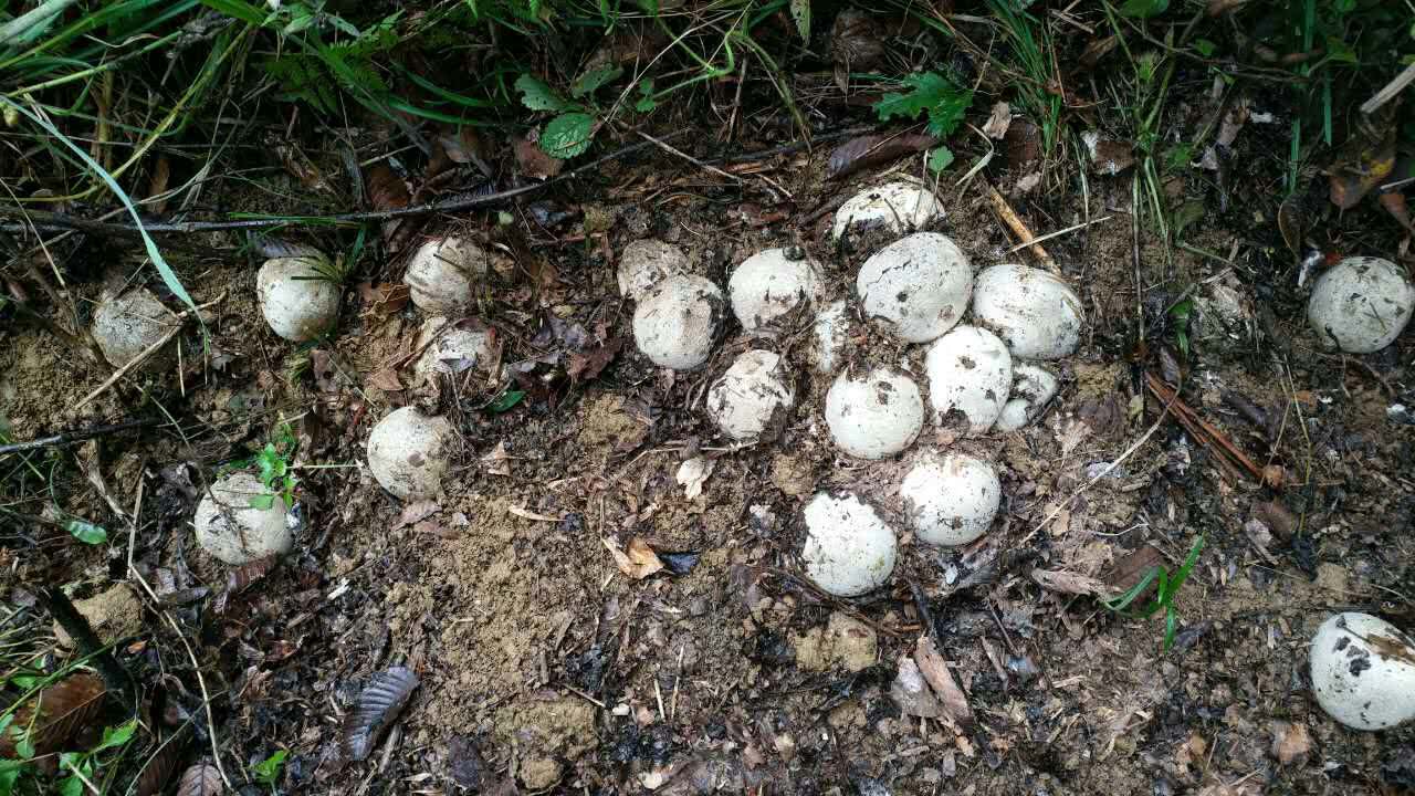 它生在四川竹林中形似一颗鸡蛋人称真菌皇后300元一斤