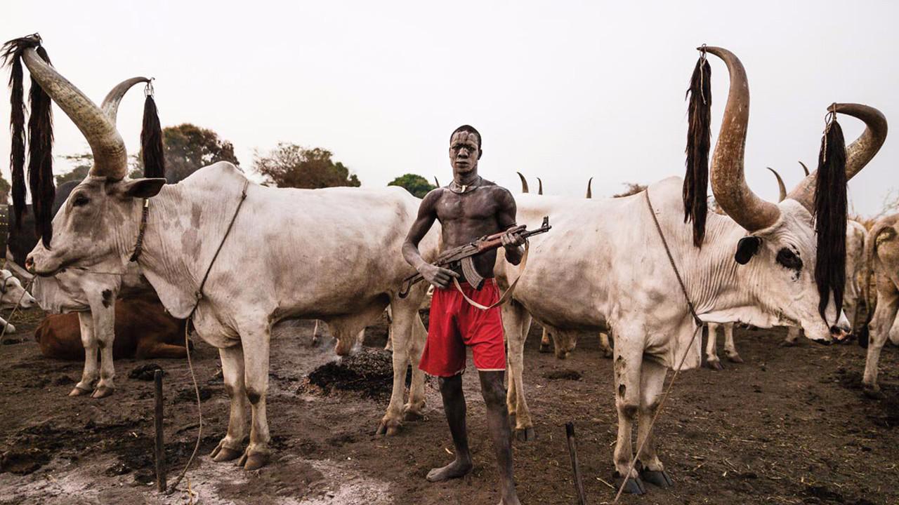 非洲角最长的牛,最长离地2.4米,当地人持枪保护!