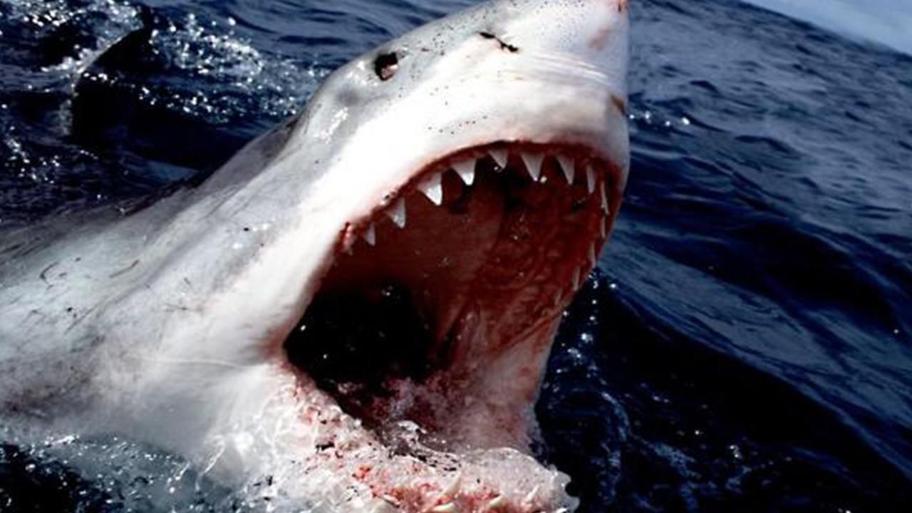 一生换20000颗牙,鲨鱼的牙齿到底有多脆弱?看完大开眼界