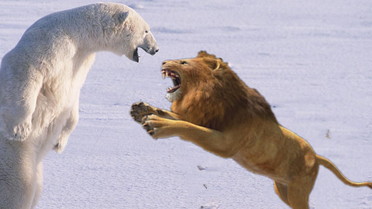 如果狮子和北极熊打架,到底谁会赢?结果你猜猜看