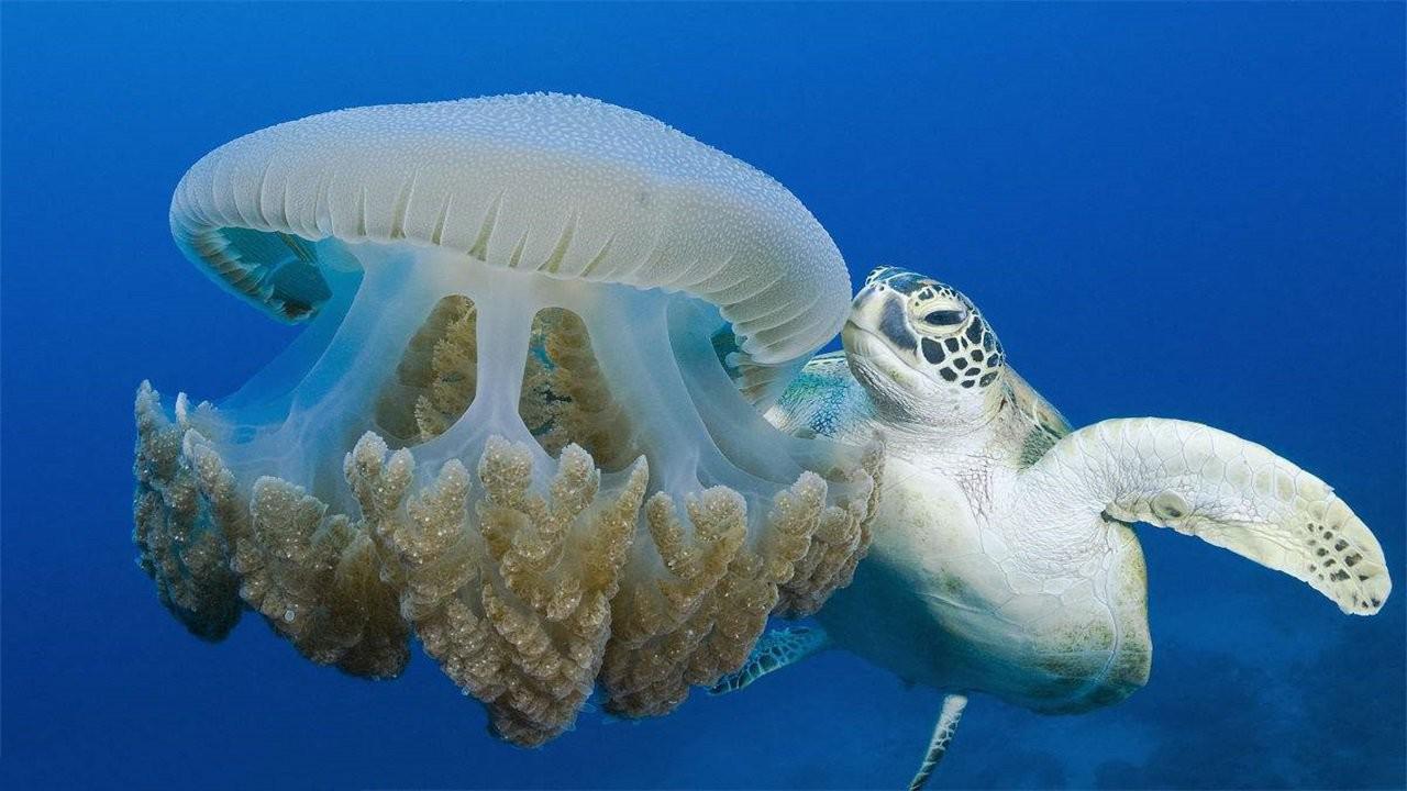 海龟吃水母,一口吸进去就像吃面条一样,网友:胃口真好!