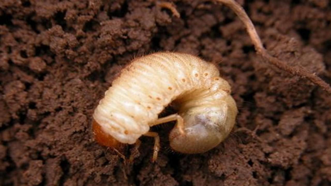 农村常见的白土蚕,真的能治病吗?到底有什么功效?