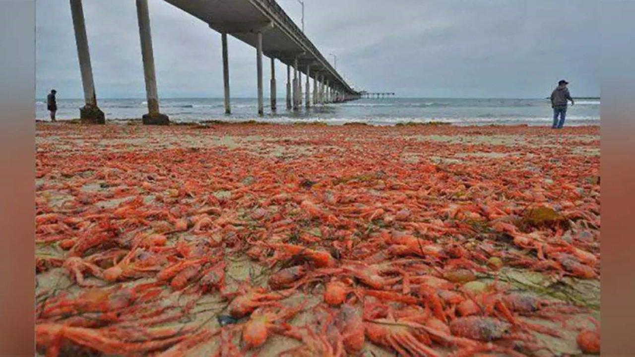 欧洲小龙虾泛滥成灾,为什么欧洲人却不搞来吃?看完蠢蠢欲动