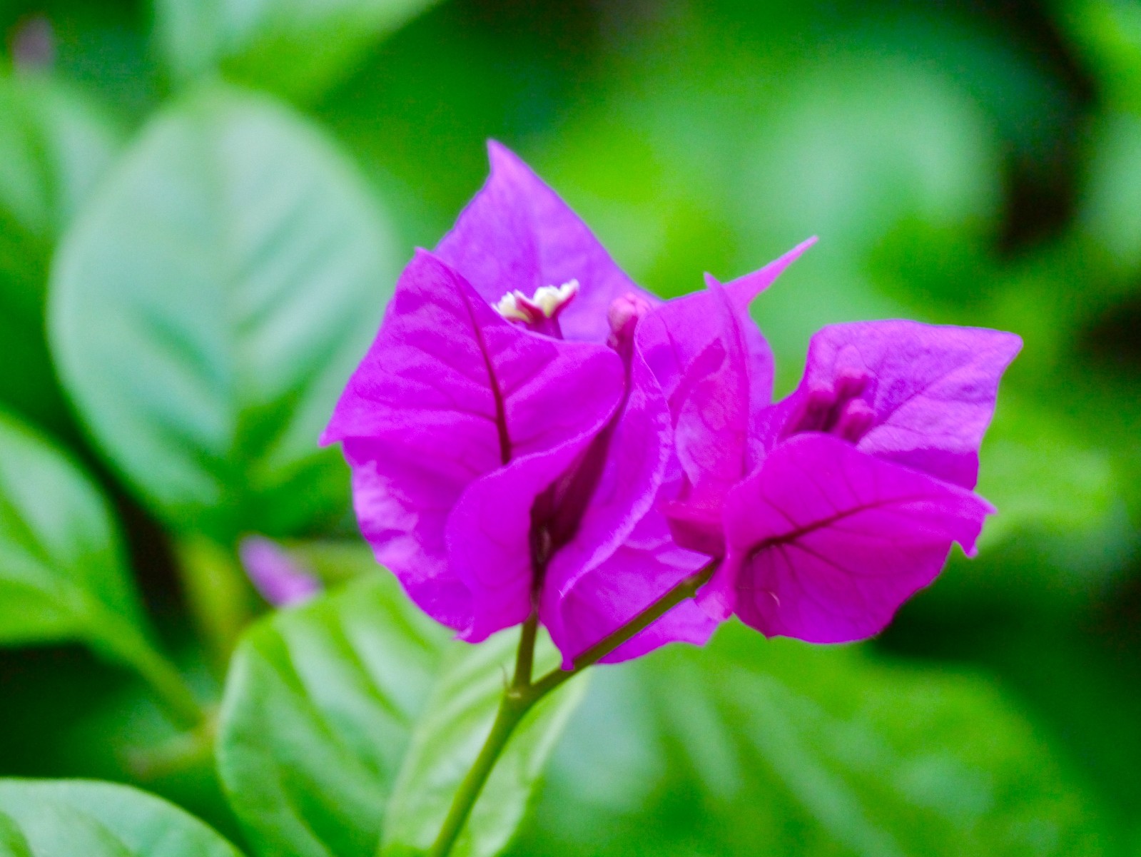 紫色梅花的种类及图片图片