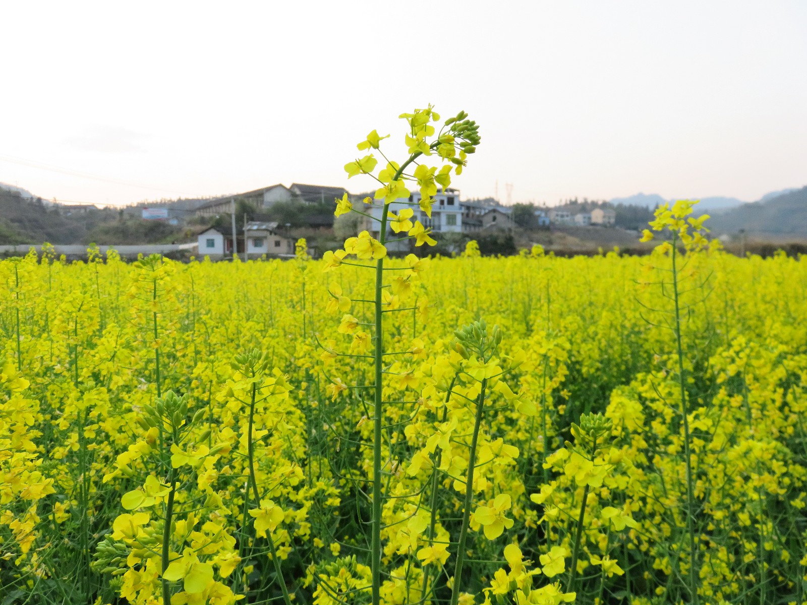 招蜂引蝶三月天春暖花开好景色邓翔麟摄影