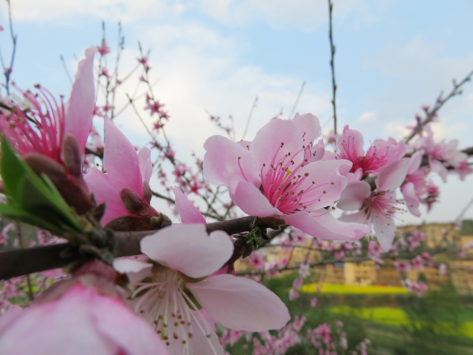 招蜂引蝶三月天春暖花开好景色邓翔麟摄影