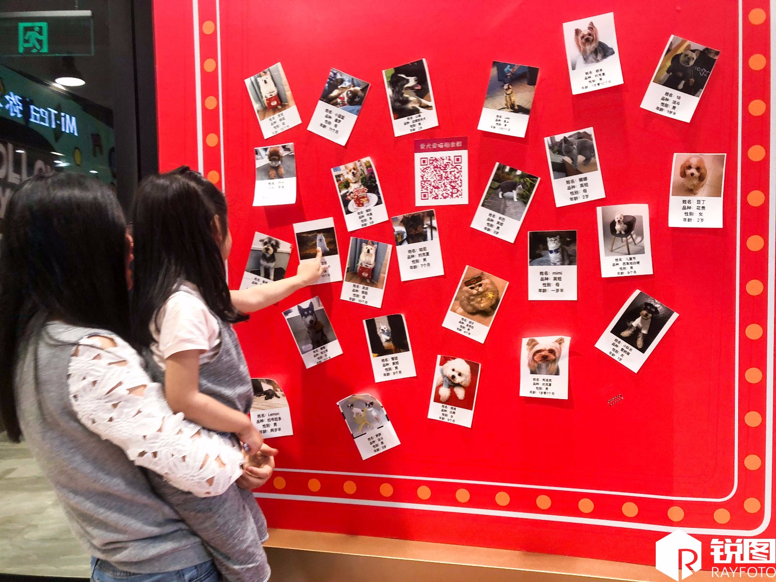 厦门现猫猫狗狗相亲墙 "单身狗"情何以堪_新浪看点