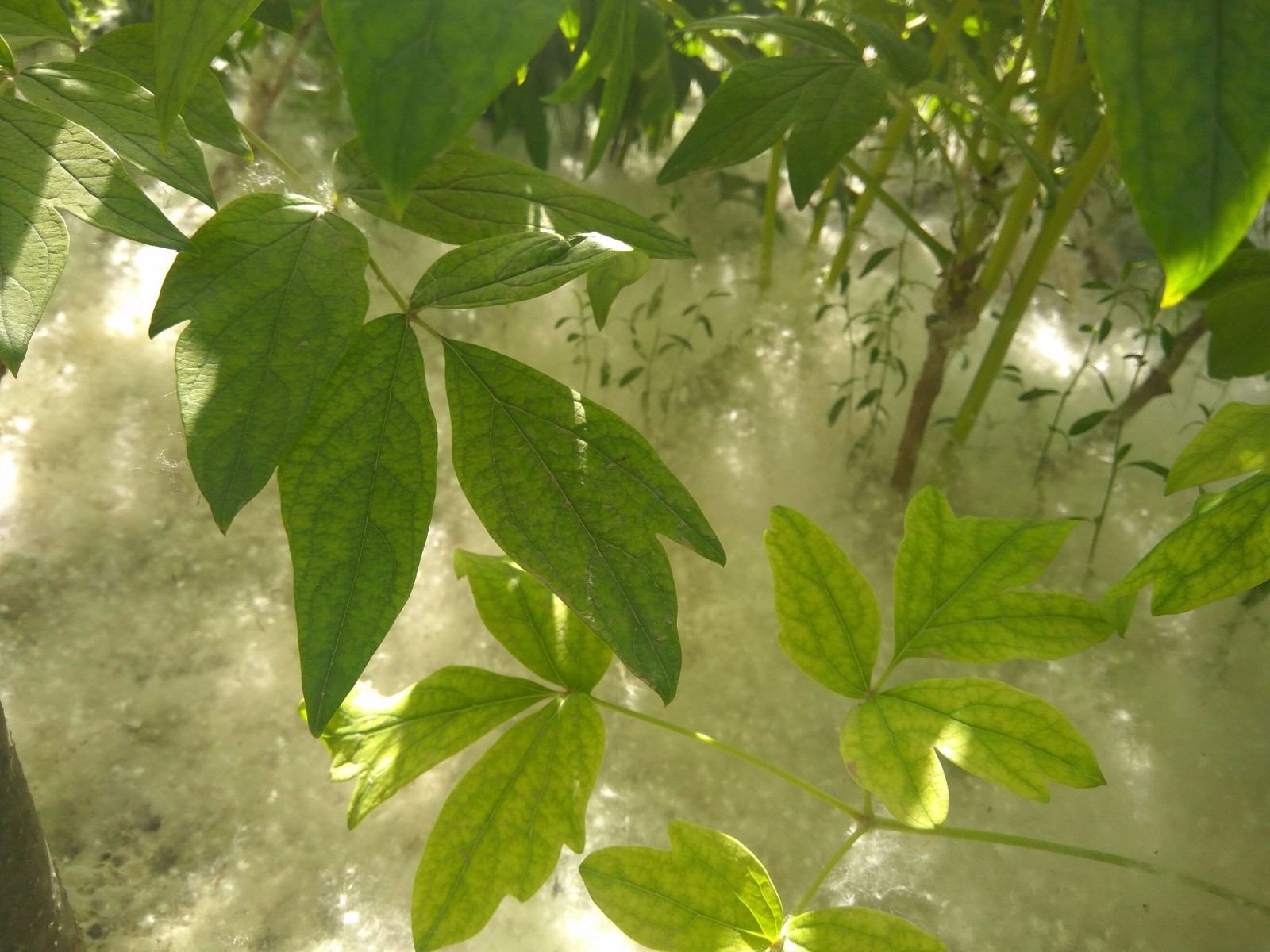 山东菏泽，杨絮成灾漫天飞舞添烦恼，网友呼吁铲除白毛杨|毛杨|杨絮|网友_新浪新闻