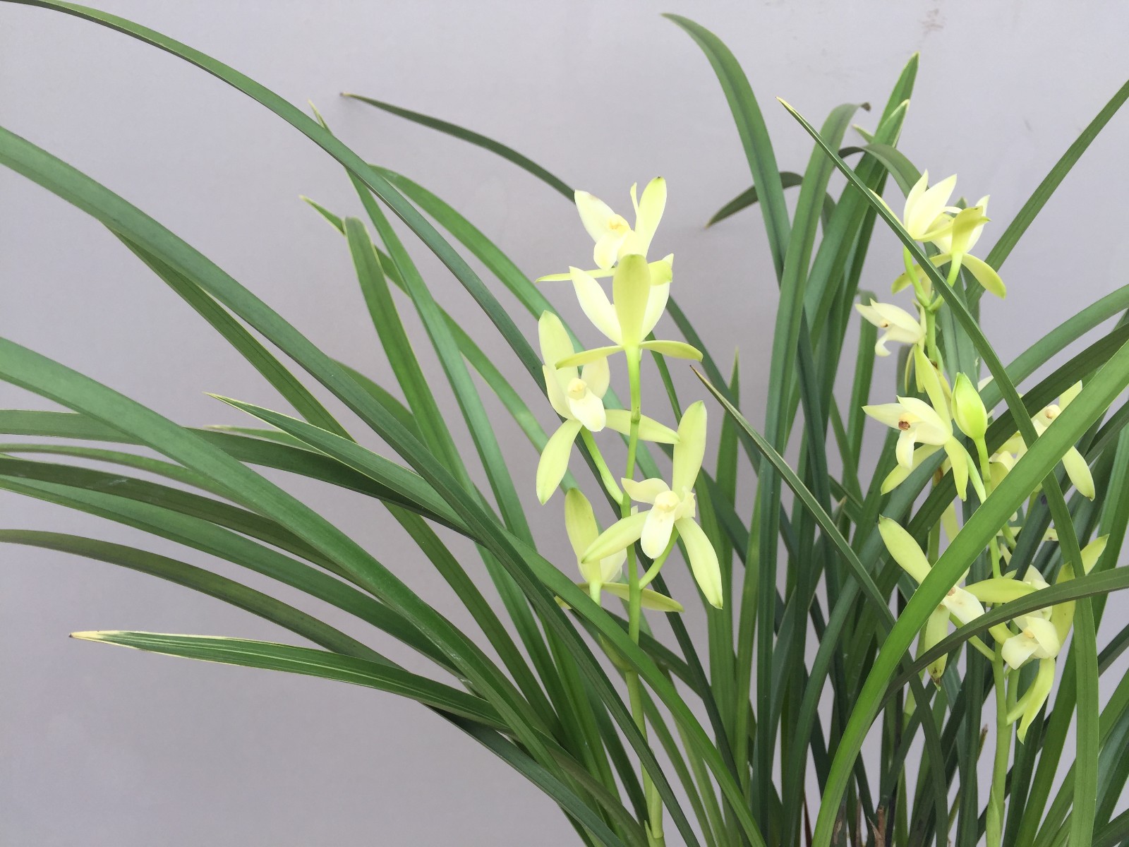 开的热闹的建兰四季兰天香素