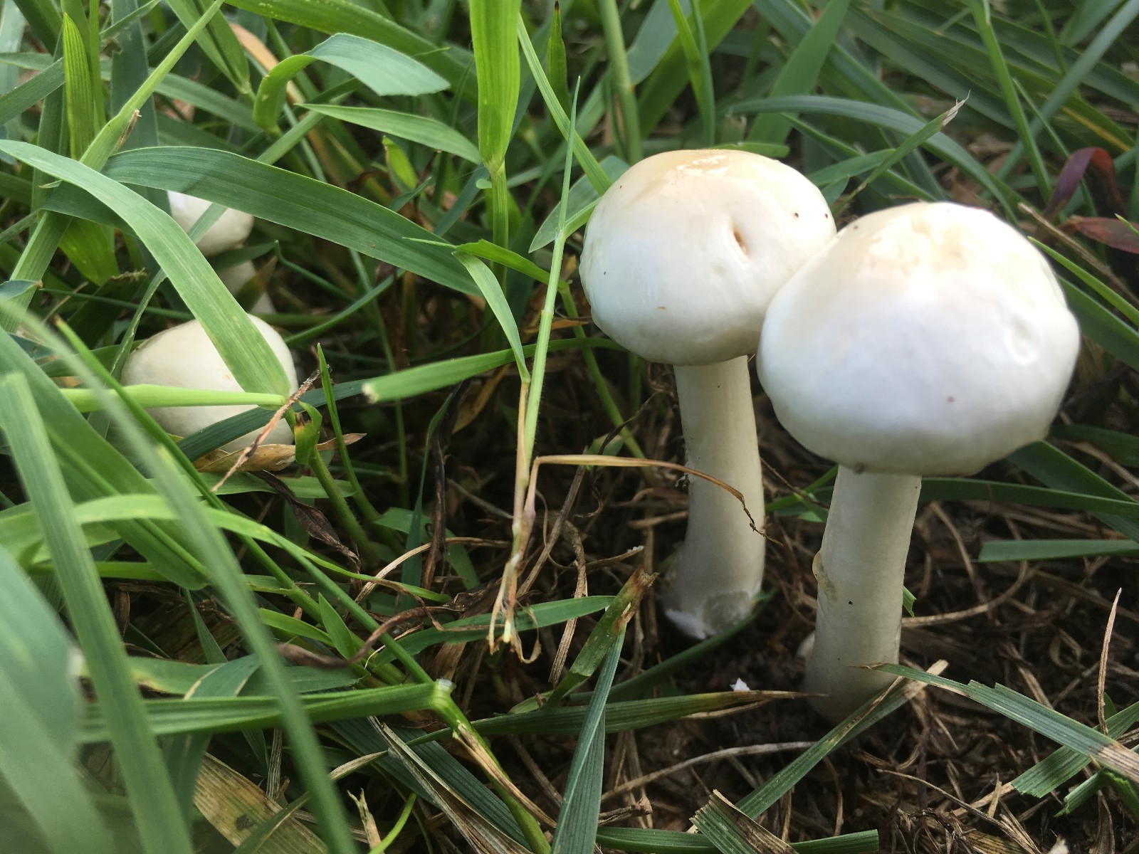 雨后河南公园惊现野味 但食用还需谨慎|野味|雨后|蘑菇_新浪新闻