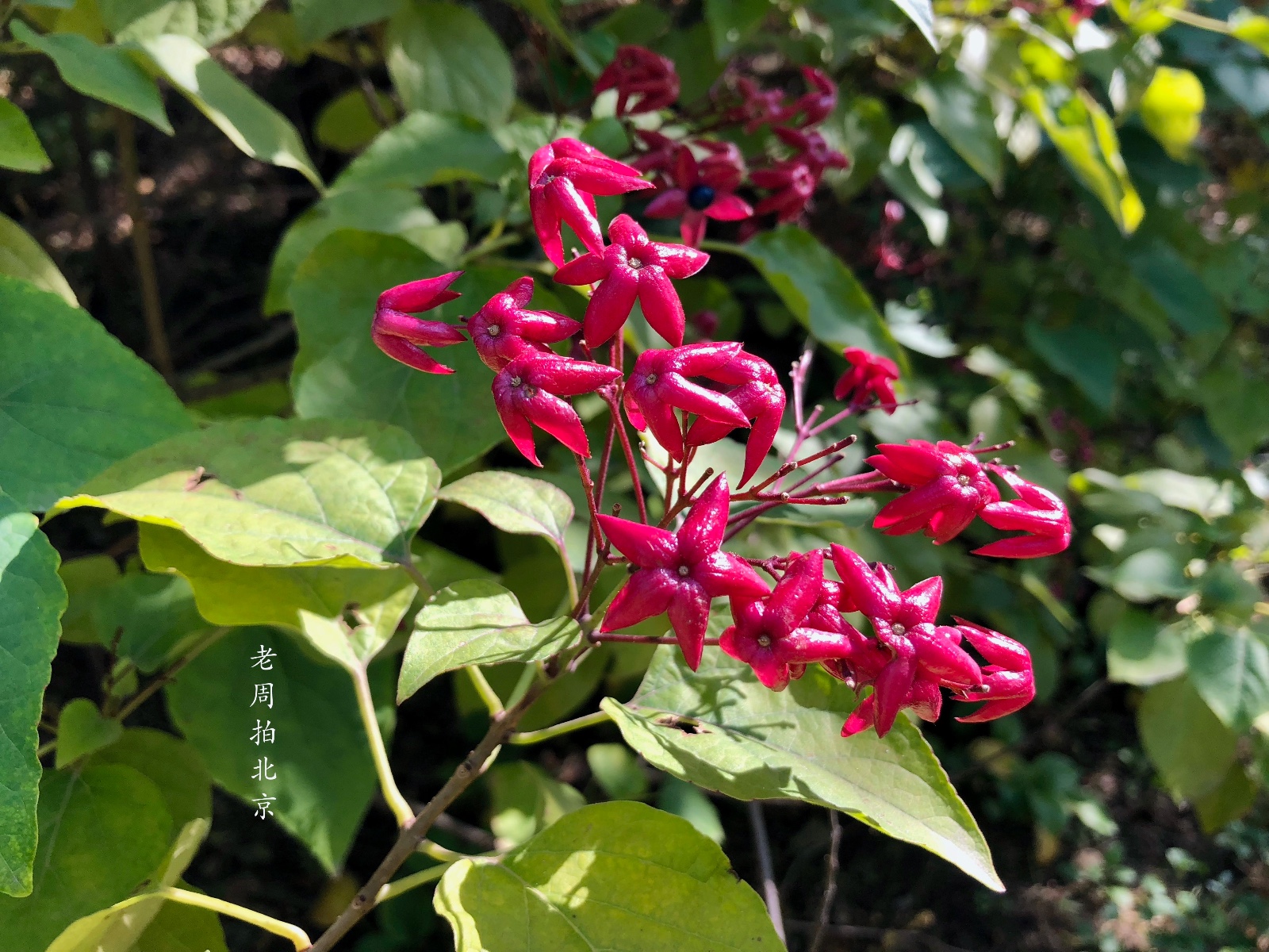 当然红的不是叶子,二是宿存的萼托.提供5张照片供欣赏,拍自奥林匹