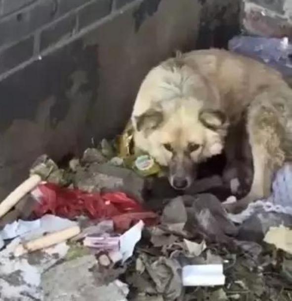 垃圾堆的流浪狗冲着路人龇牙咧嘴,敌意严重,知道原因后很心酸