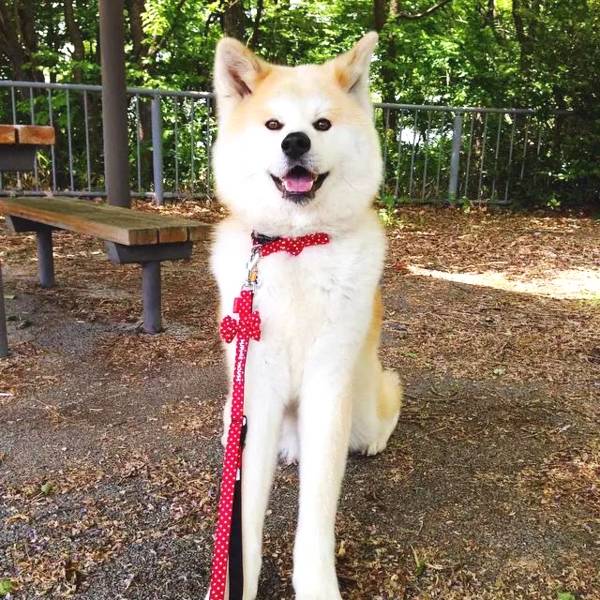 紧凑的五官纯良的微笑性感的大长腿这就是大名鼎鼎的秋田犬