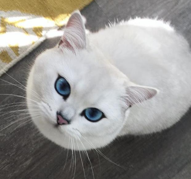 宝石蓝眼猫长大后就被土豪包养看一眼还得付费