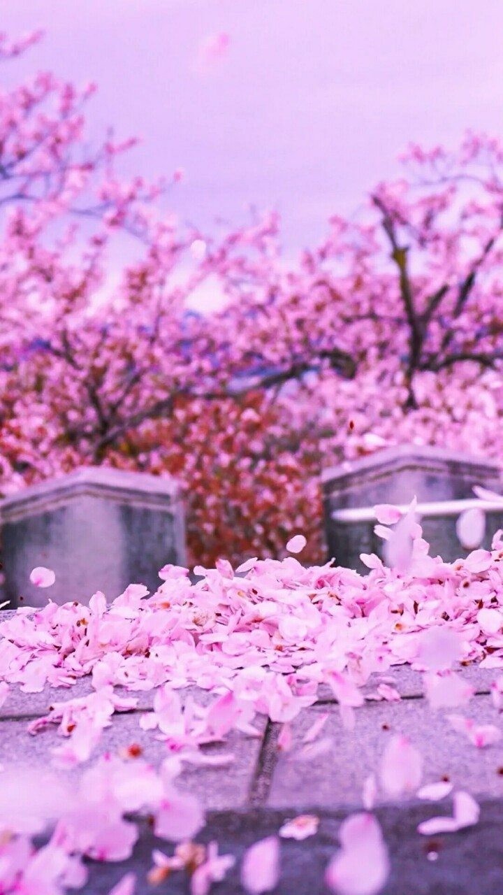 一组唯美樱花壁纸,莫负好春光,值得转发 | 珍藏
