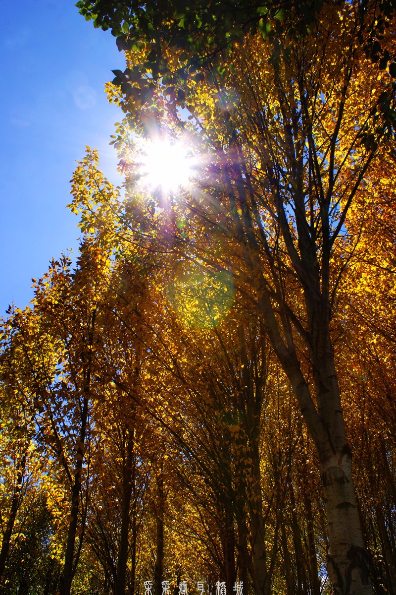 放飞思绪 在稻城外的万亩青杨林|杨林|高原|青杨_新浪新闻