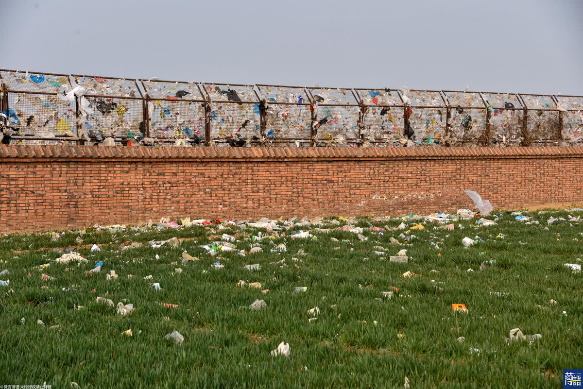 一场大风后,垃圾场周围数公里树上开满"花"