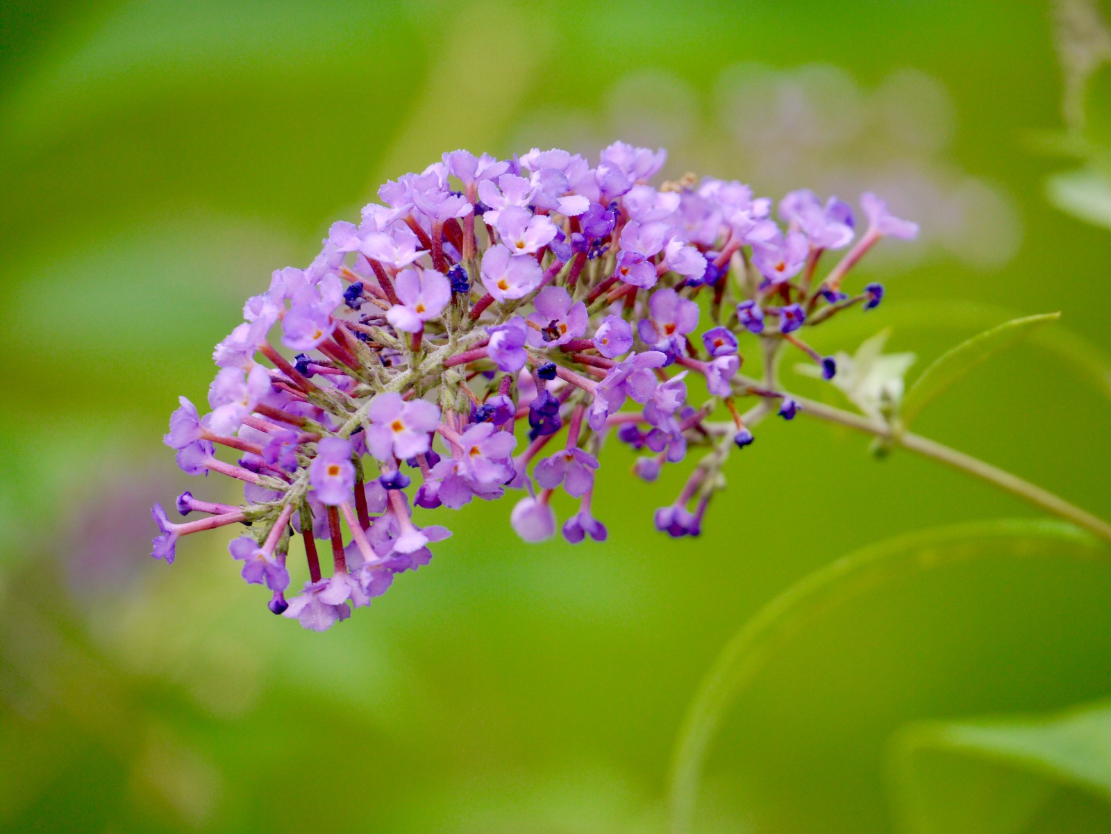 醉鱼草(别名:闭鱼花,鱼尾草)