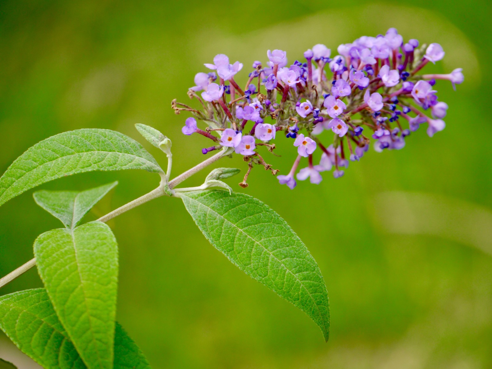 醉鱼草别名闭鱼花鱼尾草