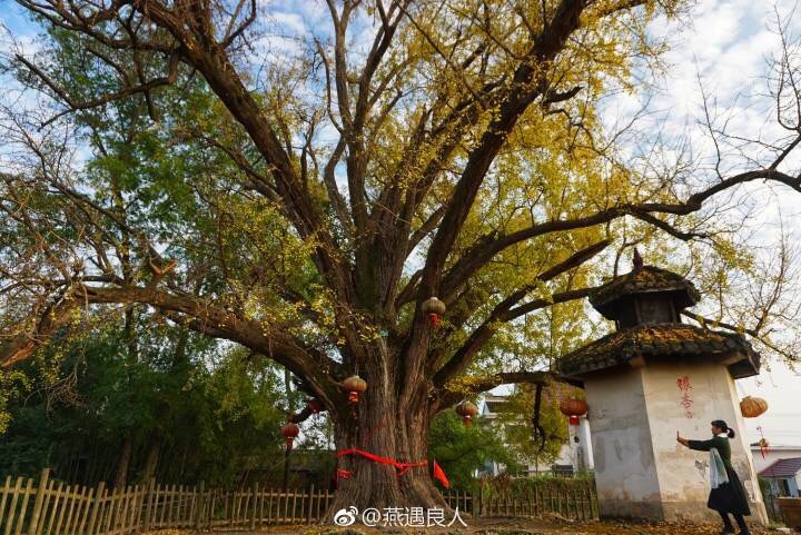 如皋九华镇这棵千年银杏,你来打卡过吗