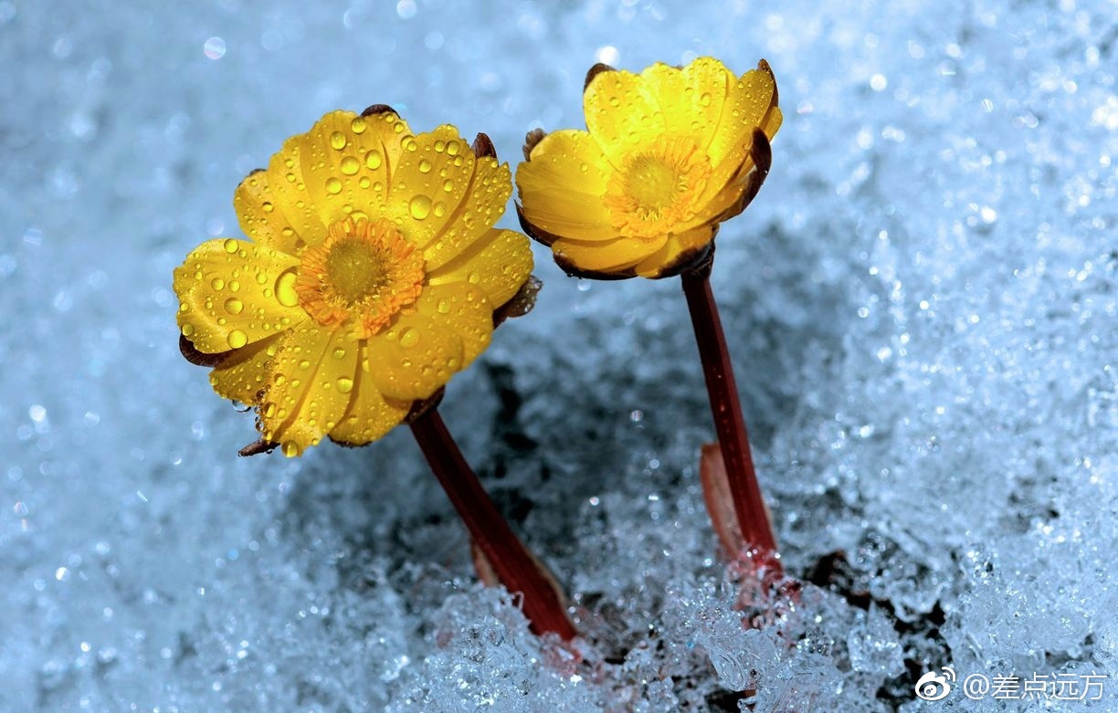 北国三月,春寒料峭。冰凌花冲破冻土冷雪,在凛冽的寒风中悄然开放