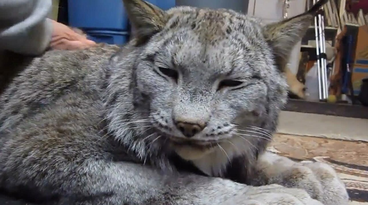 养了只加拿大猞猁,听呼声大的吓人没想到这么温顺!