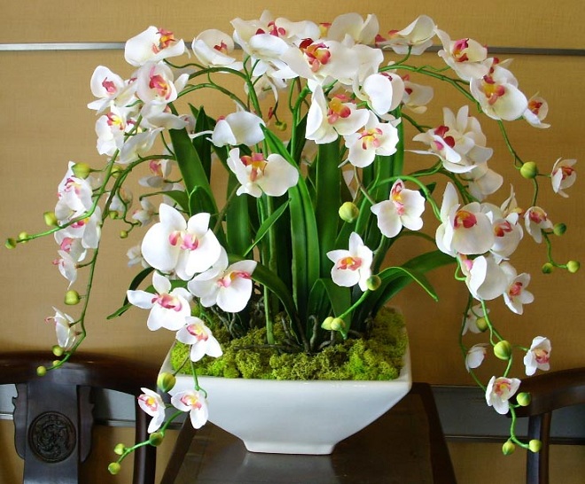 家里养花别乱养这几种好看又养人的花第6种寓意特别好