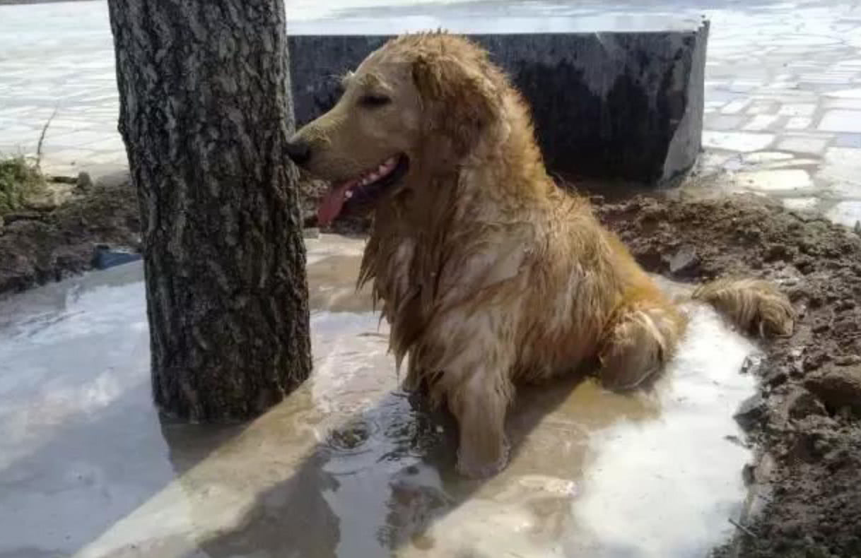 金毛一出门就跳进了泥水坑,主人大怒,知道原因后却向金毛道歉