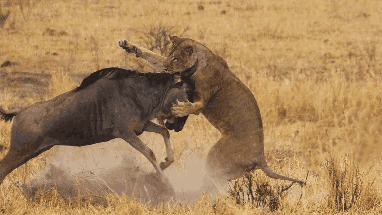 这种牛喜欢吃嫩草,会吃中药来治病,遇到狮子偶尔也能逃掉