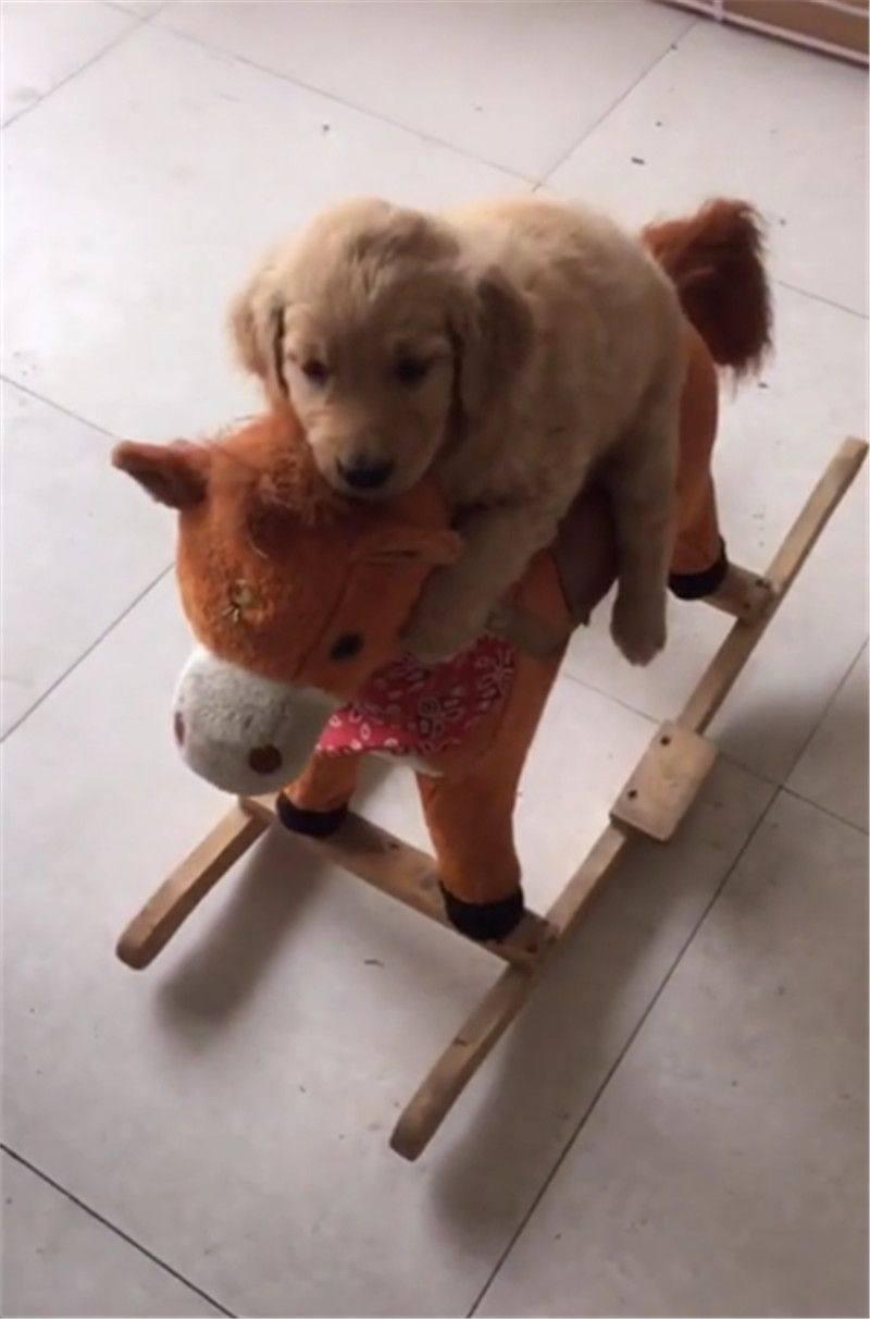 搞笑事情:金毛你这样抱着外卖小哥的大腿真的好吗?