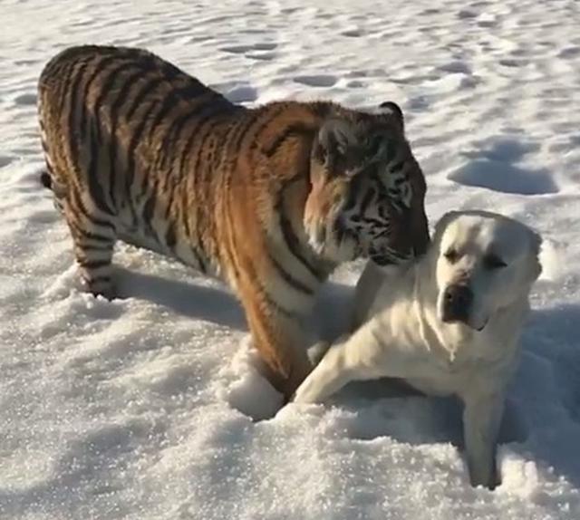 老虎黏着汪星人狂撒娇被汪拒绝后立马就怂了