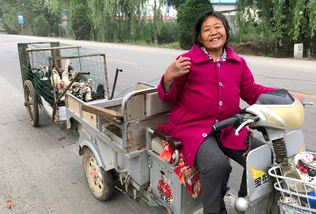 农村大妈养26只宝贝每天果园放养两次用专车侍候