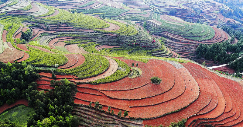 大山深处的乌蒙镇糯迤安村有一片面积辽阔的红土地雄浑壮美