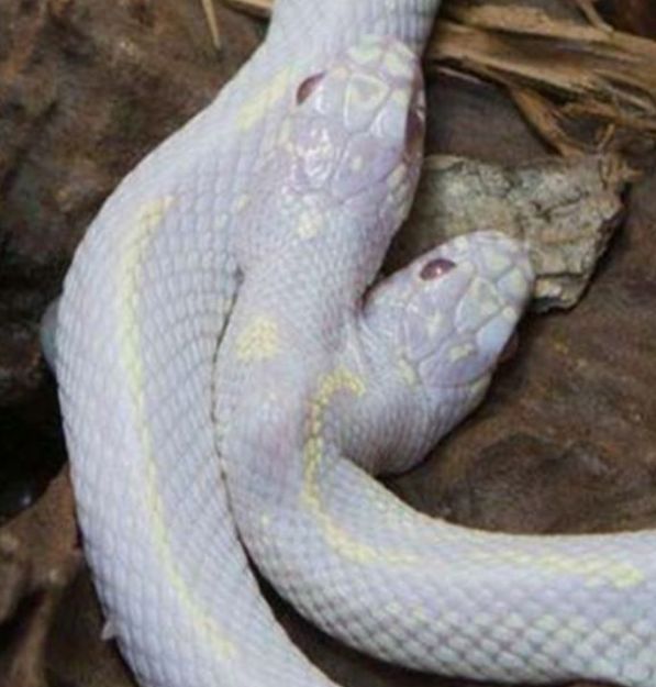 建筑工地来了一条三头蛇 ,被工人乱棍打死,第二天