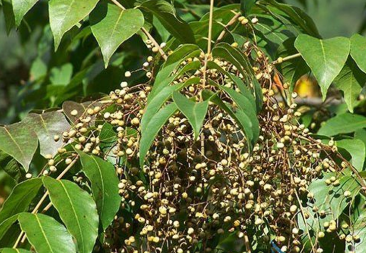 一种天然的涂料,在家具界负有盛名,相传上棺材所用的油漆就是用的漆油