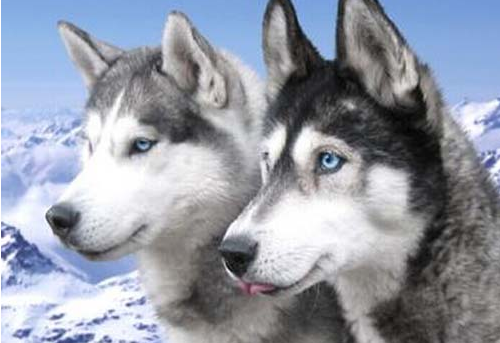 厉害了我的哈!哈士奇和狼有什么区别?二哈混入狼群当上狼王!|哈士奇|