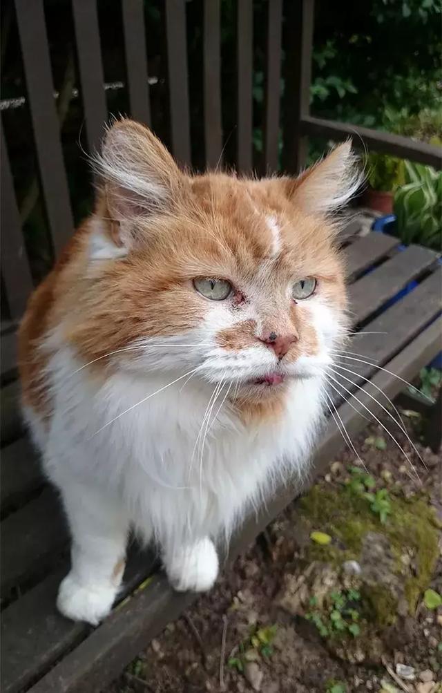 三十岁的猫,都申请吉尼斯世界纪录了,保持长寿的秘诀是主人关心