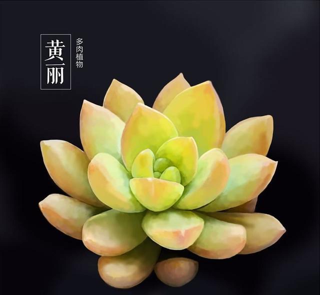每日一多肉——黄丽Sedum ‘Golden Glow’|黄丽|叶片|光照|侧芽|株型_新浪新闻