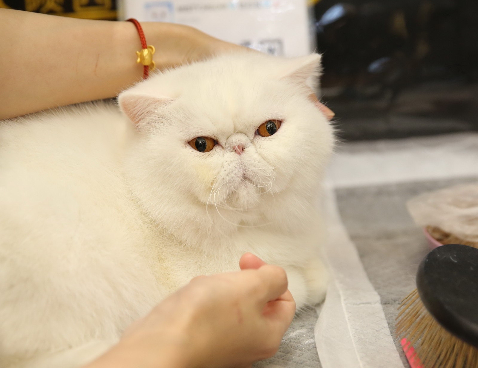 纯白色的 异国短毛猫(俗称 "加菲猫"),它好似一脸的无辜.