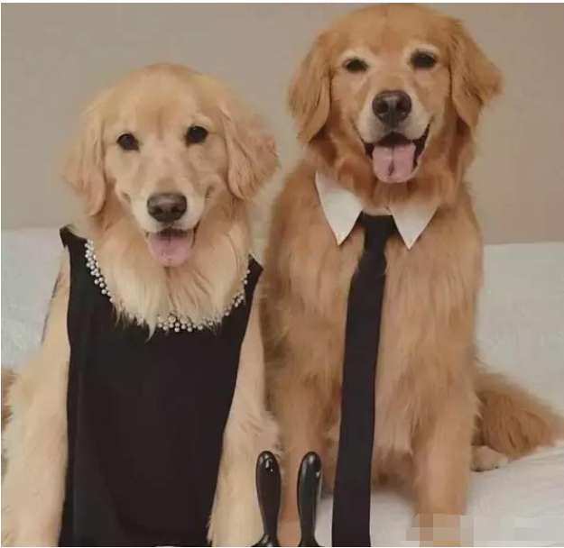 血统金毛比普通金毛好在哪里?