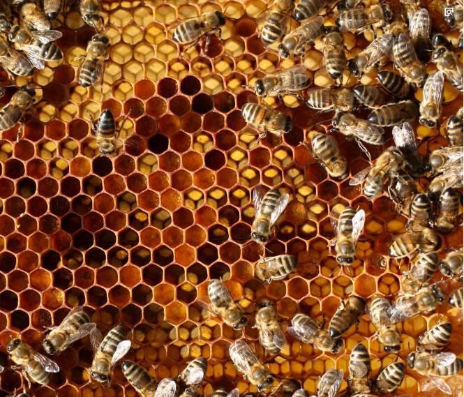 蜂巢泡酒的正确方法-蜂巢泡酒的配方与功效